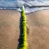 Green seaweed line on sandy beach with waves in background.