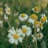 Chamomile flowers with white petals and yellow centres in a green field.