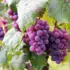 Purple grapes hanging from a vine with green leaves.
