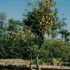 Orange tree with ripe fruit in a sunny garden setting.