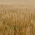 Field of golden wheat under a cloudy sky.