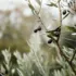 Olive tree branch with ripe black olives and green leaves. Blurred natural background.