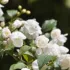 White jasmine flowers with green leaves in sunlight.