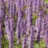 Purple flowering plants in a garden setting.