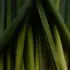 Close-up of green plant stems with a dark background.