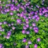 Purple geranium flowers with green leaves in a garden setting.