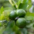 Green limes with water droplets on a branch surrounded by leaves.