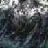 Dark green seaweed on a rocky shore with white and purple patches.