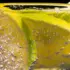 Lemon slices in fizzy water with bubbles on the surface.