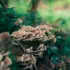 Mushrooms growing on a fallen log in a forest setting.