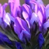 Purple and white flower petals in close-up, with a blurred background.