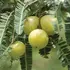 Green amla fruits hanging from a branch with feathery leaves.