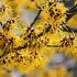Yellow witch hazel flowers with spidery petals on branches.
