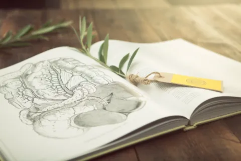 Open book with anatomical drawing, olive branch, and yellow tag on wooden table.