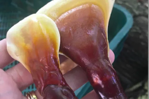 Hand holding two glossy, brown and yellow mushrooms outdoors.