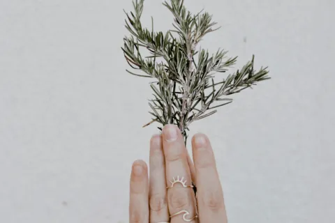 Hand holding rosemary sprig against a white textured wall. Rings on fingers.