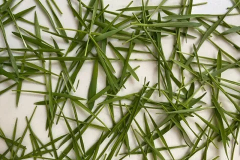 Scattered green grass blades on a white surface.