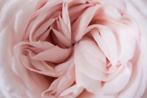 Close-up of a pale pink rose with layered petals.