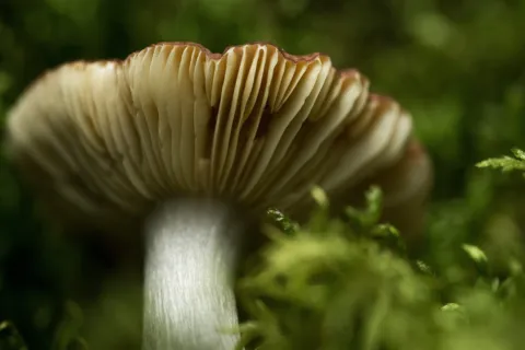 Close-up of a mushroom underside with gills, surrounded by green moss.