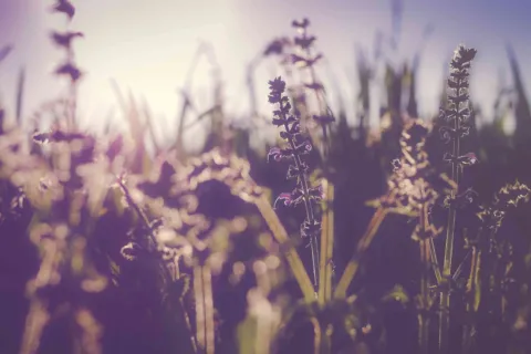 Wildflowers in a field with sunlight in the background.