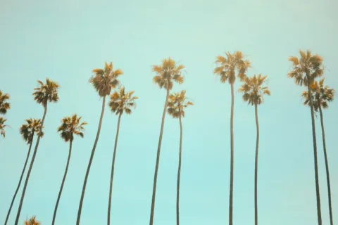 Tall palm trees against a clear blue sky.