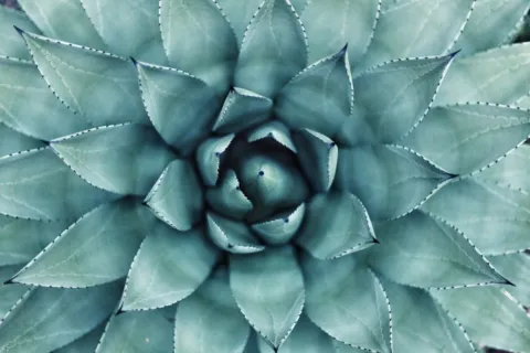 Close-up of a symmetrical green succulent plant with pointed leaves.