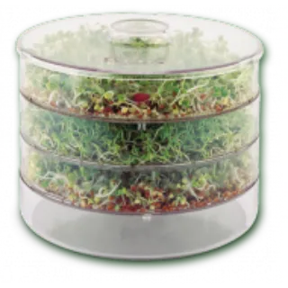 Three-tier sprouting jar with green sprouts inside.