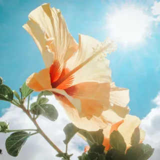 Yellow hibiscus flower against a bright blue sky with sun and clouds.