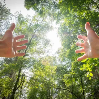 Hands reaching towards sunlight through green trees.