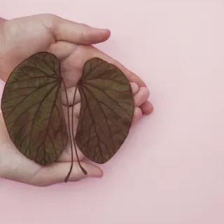 Hands holding two green leaves on a pink background.