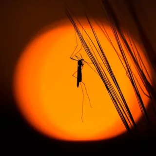 Silhouette of a mosquito on grass against a large orange sunset.