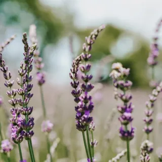 Lavender flowers in a field with blurred green trees in the background.