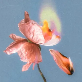 Pink flower with a petal on fire against a blue background.