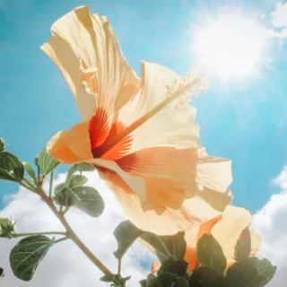 Hibiscus flower against a bright blue sky with sun shining.